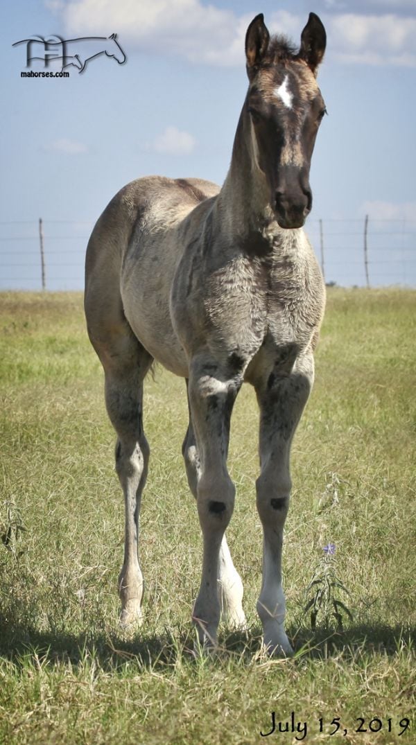 Smokin Hot Hayes MA's 2019 Grulla Stallion